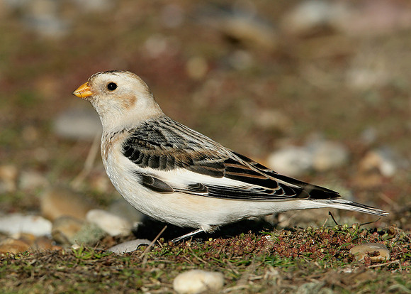 Snow Bunting Plectrophenax nivalis