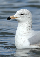 Ring-billed Gull Melton, Leics 2013