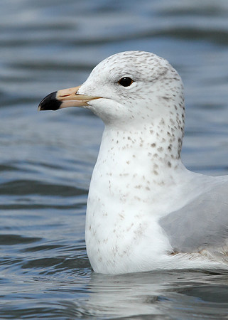 Ring-billed Gull Larus delawarensis