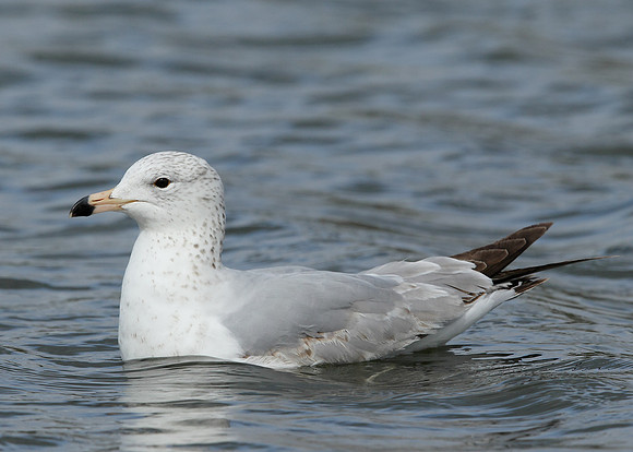 Ring-billed Gull Larus delawarensis