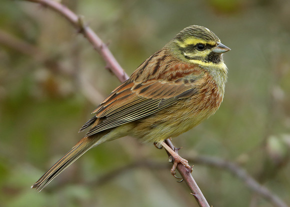 Cirl Bunting Emberiza cirlus