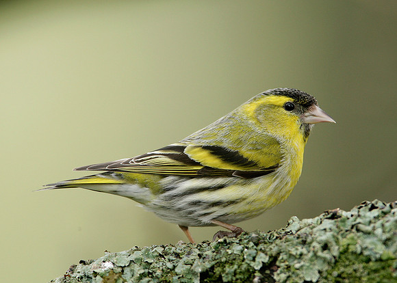 Siskin Carduelis spinus