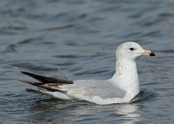 Ring-billed Gull Larus delawarensis