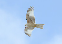 Red Kite Milvus milvus