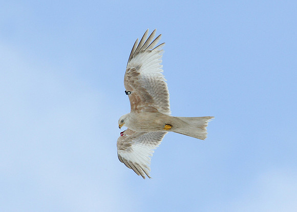 Red Kite Milvus milvus