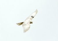 Red Kite Milvus milvus