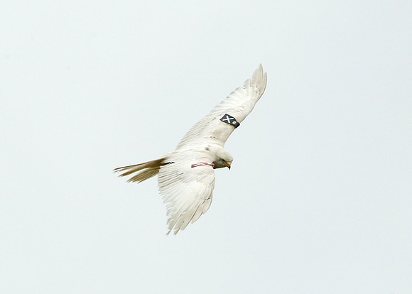Red Kite Milvus milvus
