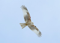 Red Kite Milvus milvus