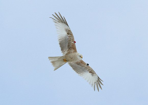 Red Kite Milvus milvus