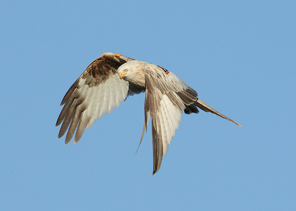 Red Kite Milvus milvus