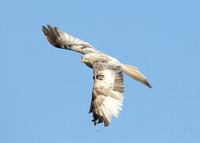 Red Kite Milvus milvus