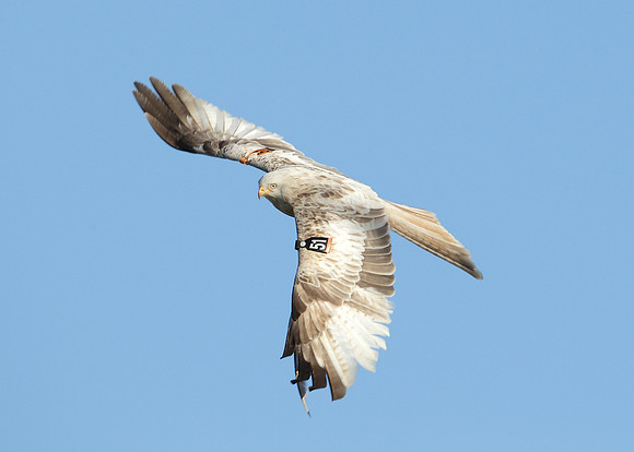 Red Kite Milvus milvus