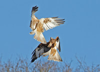 Red Kite Milvus milvus