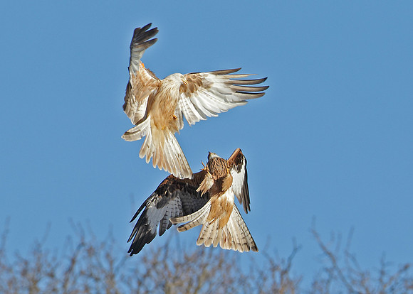 Red Kite Milvus milvus