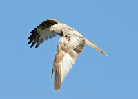 Red Kite Milvus milvus