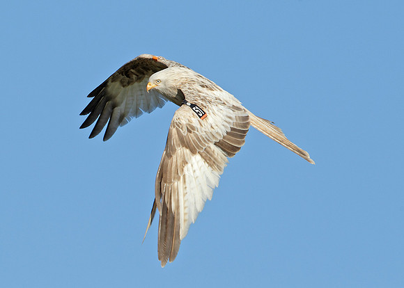 Red Kite Milvus milvus