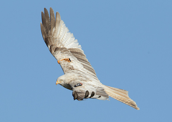 Red Kite Milvus milvus
