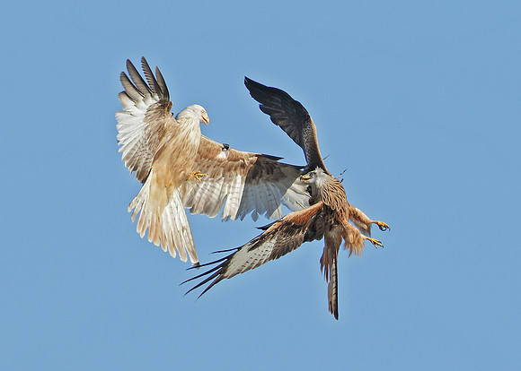 Red Kite Milvus milvus