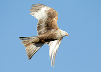 Red Kite Milvus milvus