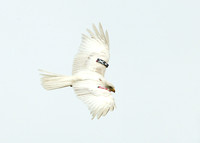 Red Kite Milvus milvus