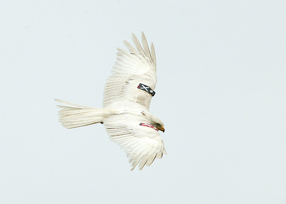 Red Kite Milvus milvus