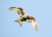 Red Kite Milvus milvus