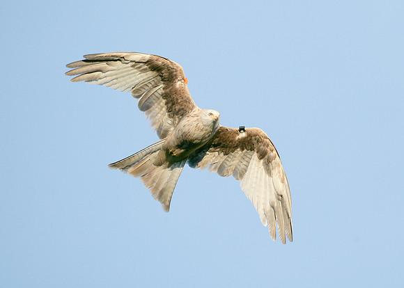 Red Kite Milvus milvus