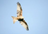 Red Kite Milvus milvus