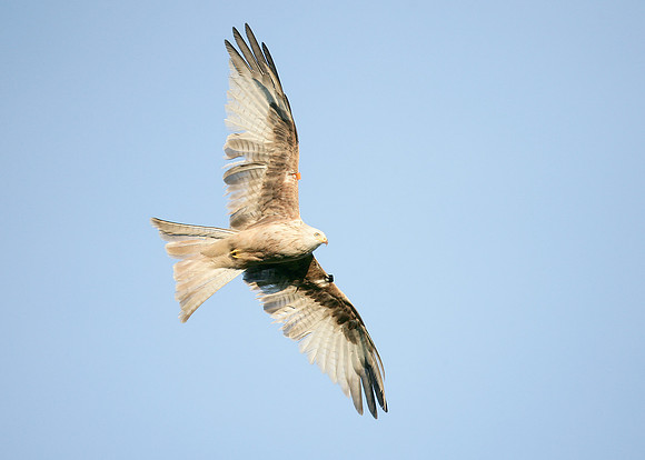 Red Kite Milvus milvus