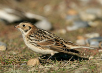 Lapland Bunting Calcarius lapponicus