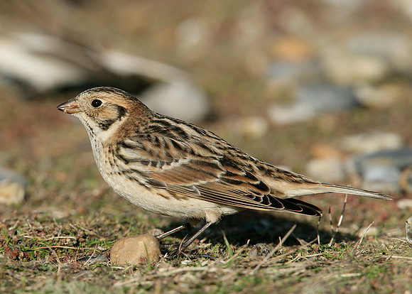 Lapland Bunting Calcarius lapponicus