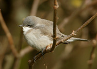 Lesser Whitethroat  Sylvia curruca