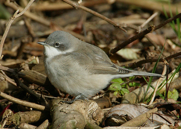 Lesser Whitethroat  Sylvia curruca