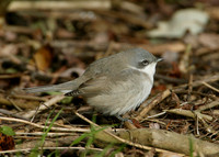 Lesser Whitethroat  Sylvia curruca