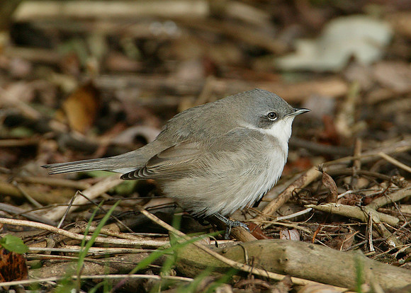 Lesser Whitethroat  Sylvia curruca