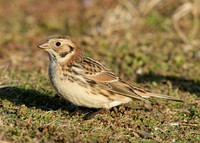 Lapland Bunting Calcarius lapponicus