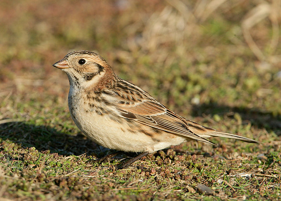 Lapland Bunting Calcarius lapponicus
