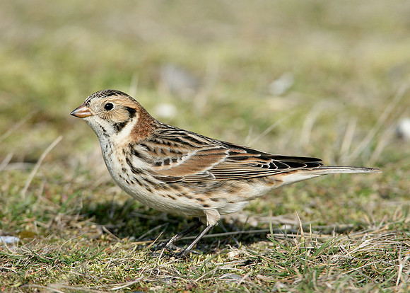 Lapland Bunting Calcarius lapponicus
