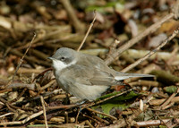 Lesser Whitethroat  Sylvia curruca