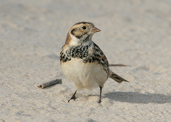 Lapland Bunting Calcarius lapponicus