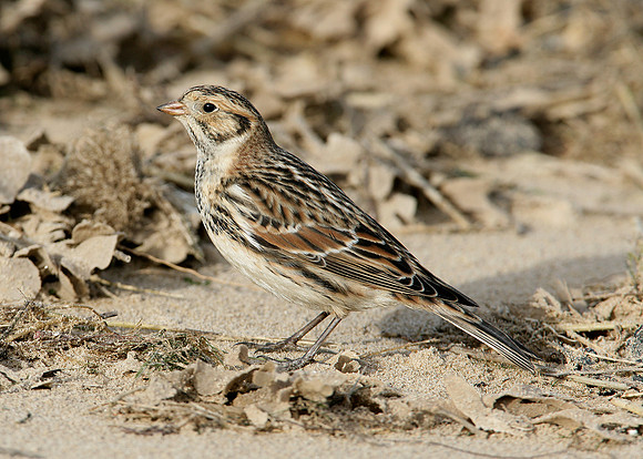 Lapland Bunting Calcarius lapponicus