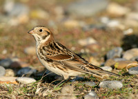 Lapland Bunting Calcarius lapponicus