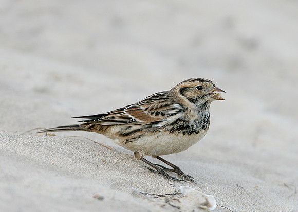 Lapland Bunting Calcarius lapponicus