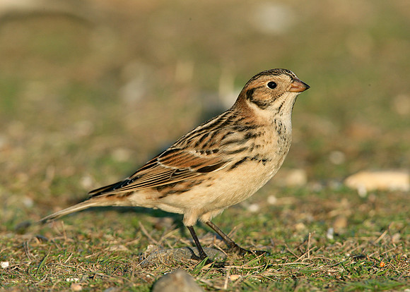 Lapland Bunting Calcarius lapponicus