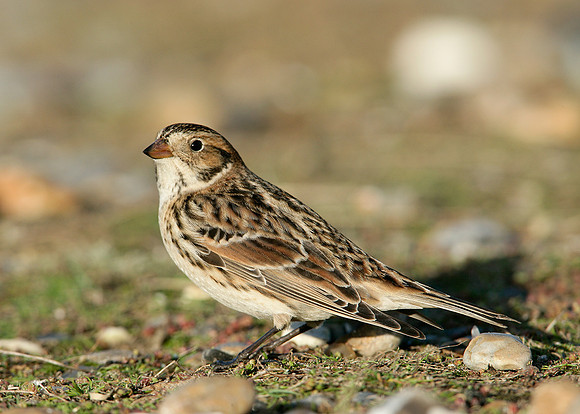 Lapland Bunting Calcarius lapponicus
