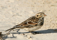 Lapland Bunting Calcarius lapponicus