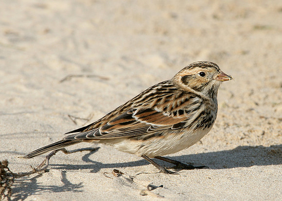 Lapland Bunting Calcarius lapponicus