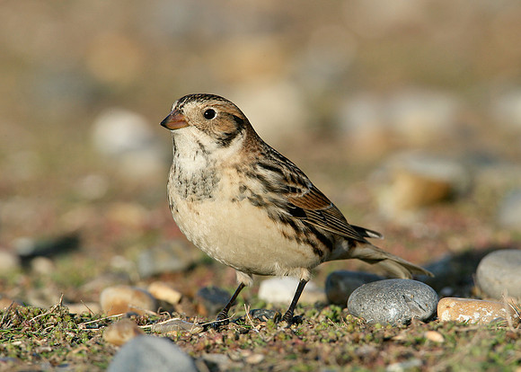 Lapland Bunting Calcarius lapponicus