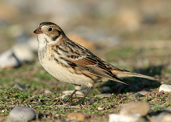 Lapland Bunting Calcarius lapponicus