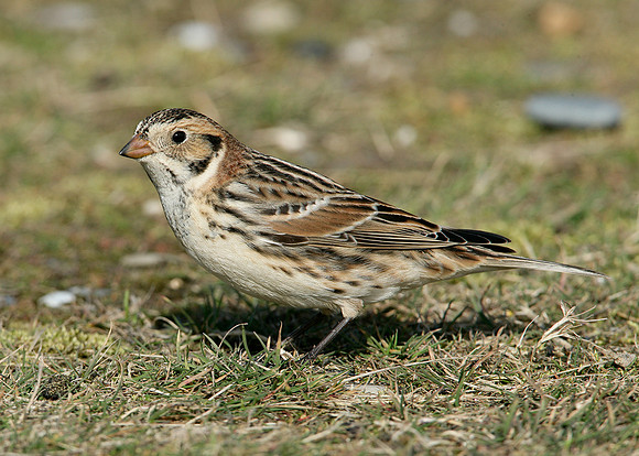 Lapland Bunting Calcarius lapponicus